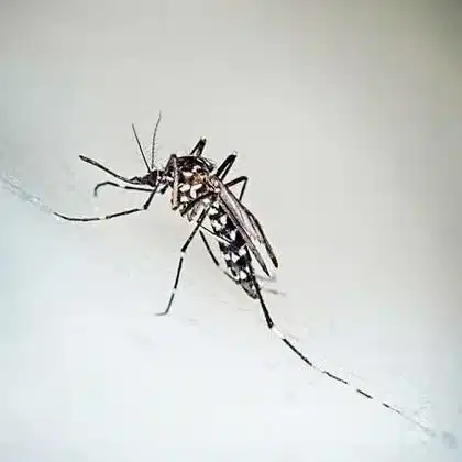 A singular zebra-striped mosquito on a white background