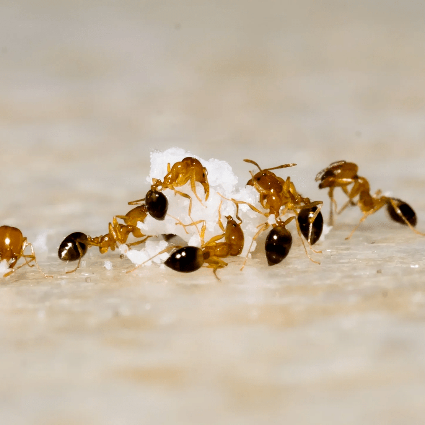 Six red and black ants on a light beige floor crawling on a pest control crumb.