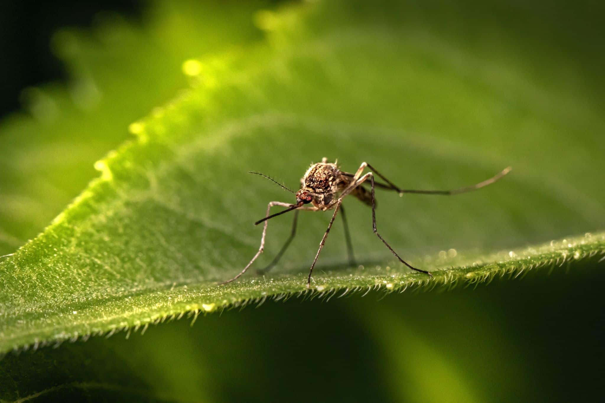 A mosquito on a leaf.