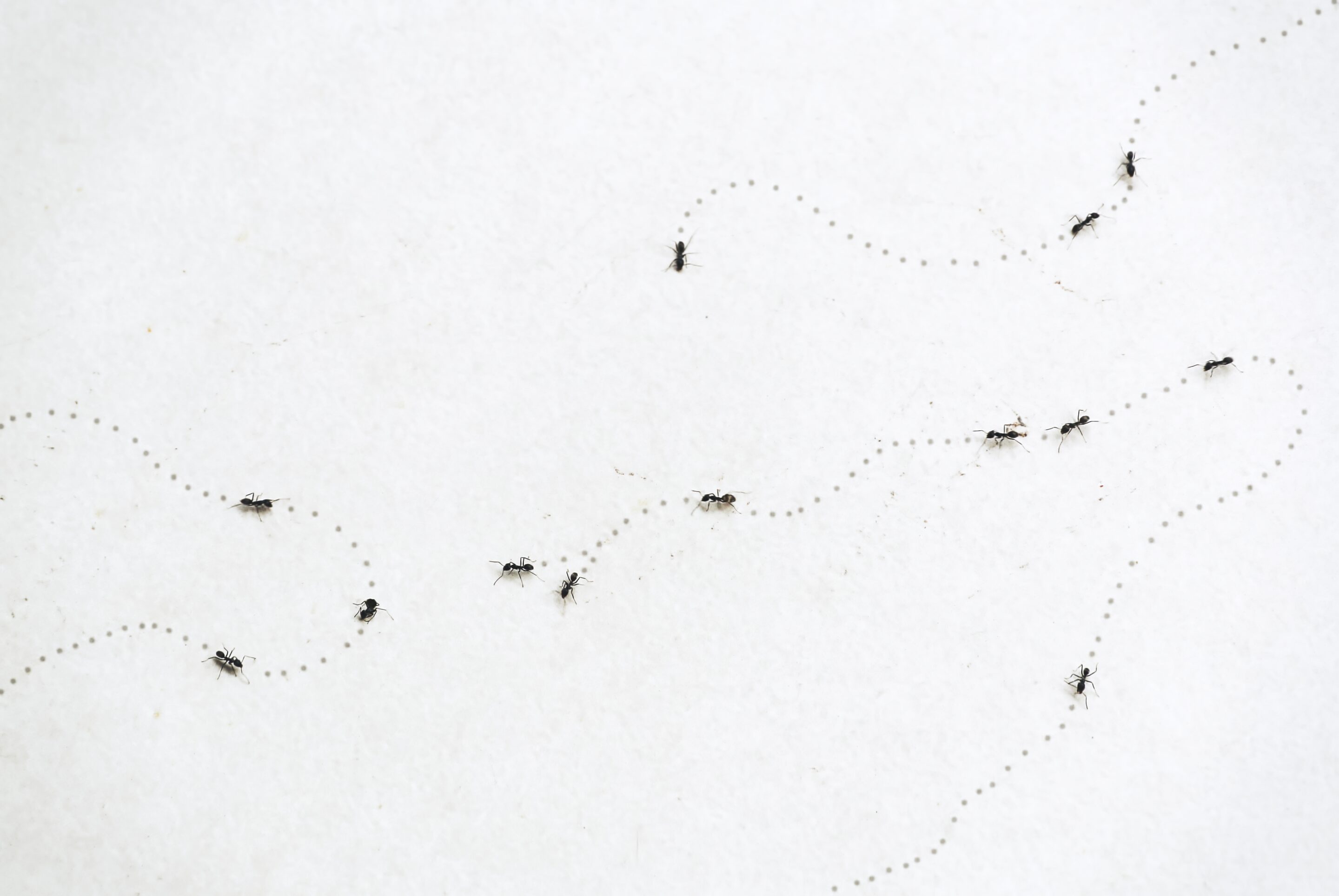 Naples Insects Learn About Crazy Ants | Ant & Insect Control Naples, FL