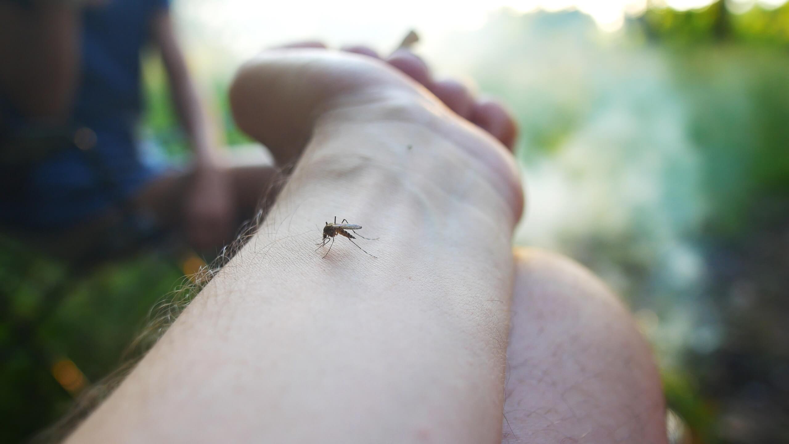 Mosquito Control, Mosquito